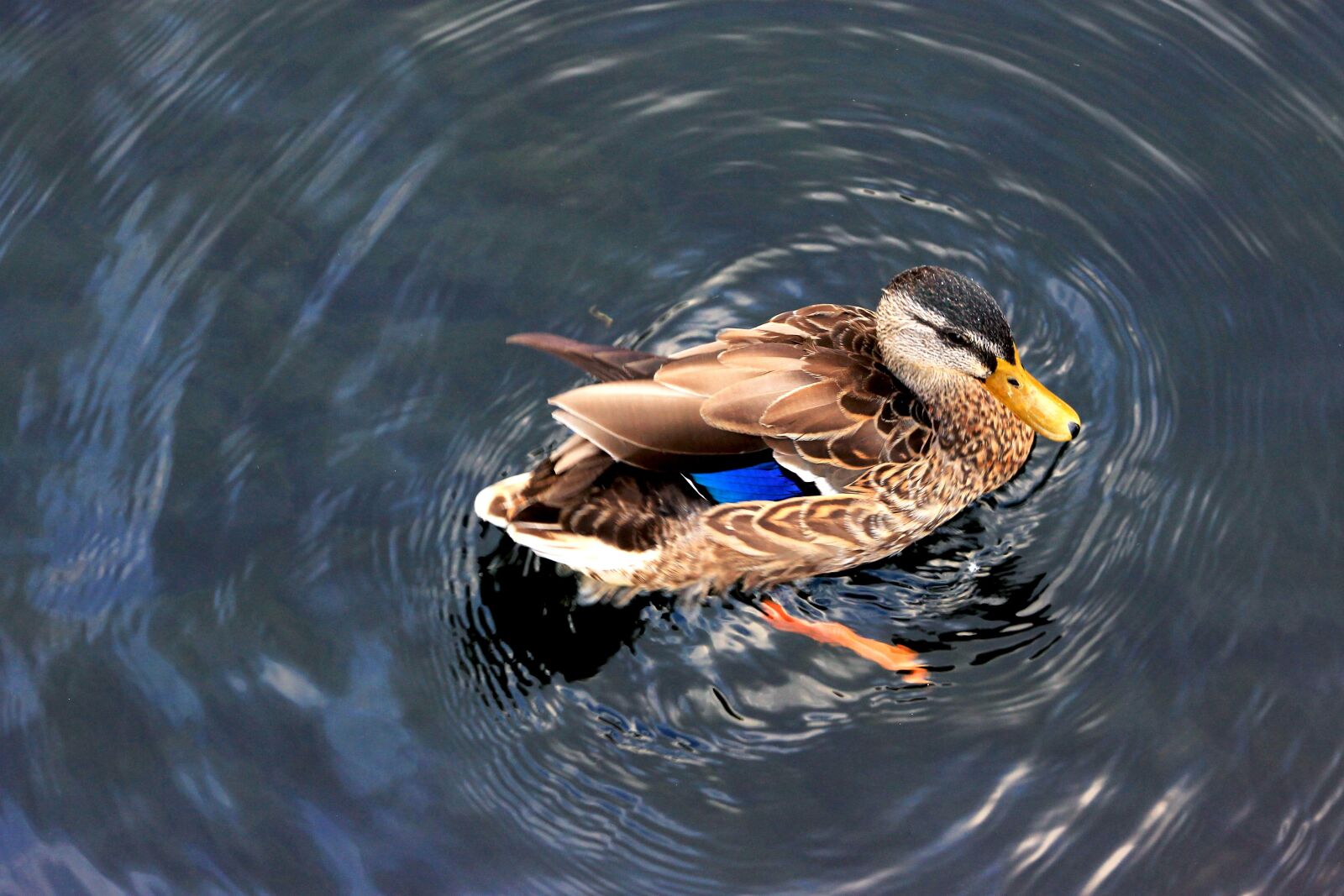 Canon EF75-300mm f/4-5.6 sample photo. Birds of new zealand photography