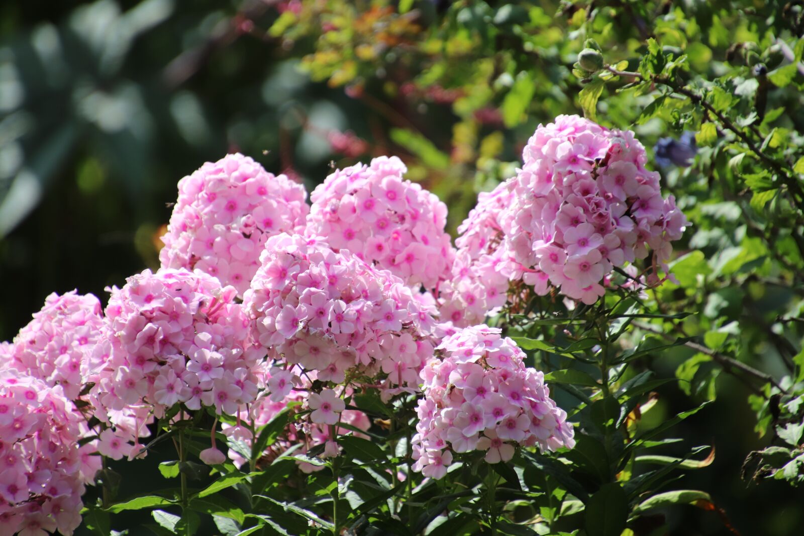 Canon EOS 800D (EOS Rebel T7i / EOS Kiss X9i) sample photo. Phlox, flowers, perennial plants photography