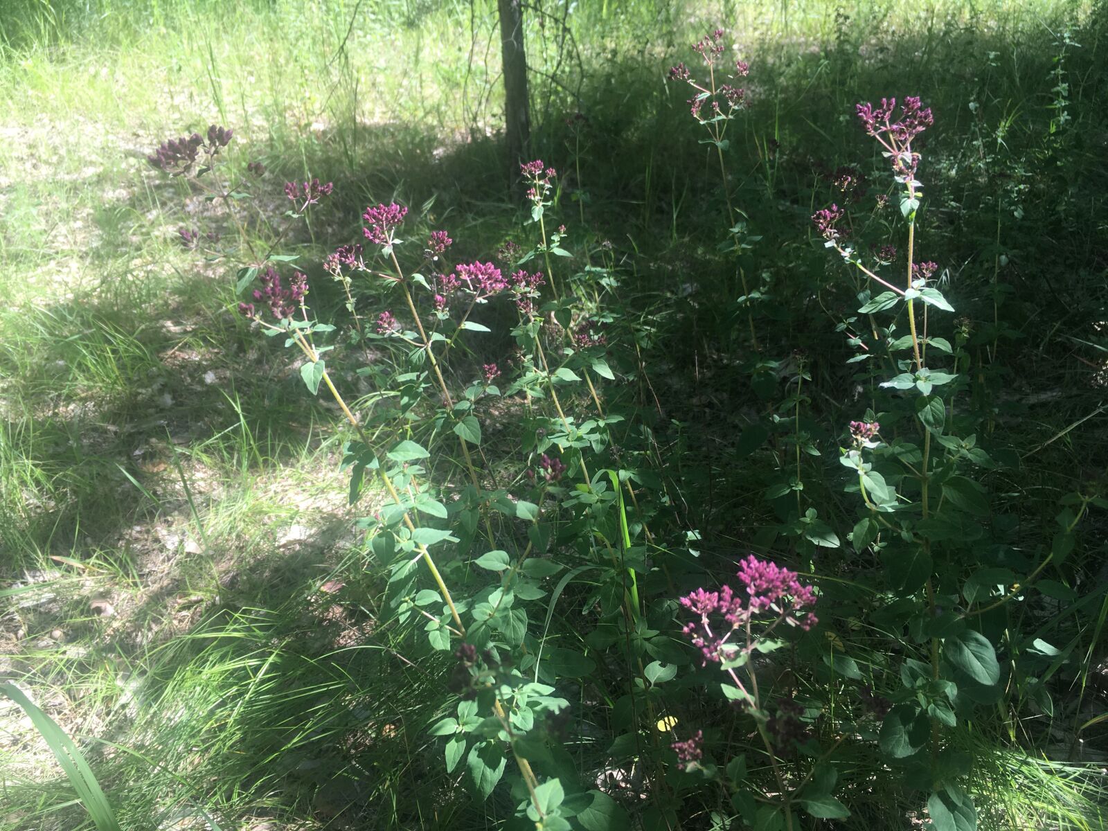 Apple iPhone SE (1st generation) sample photo. Herbs, marjoram, forest photography
