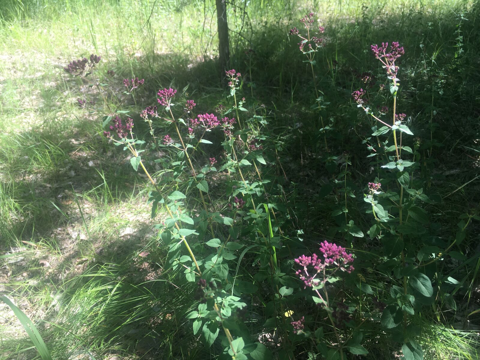 Apple iPhone SE (1st generation) sample photo. Herbs, marjoram, forest photography