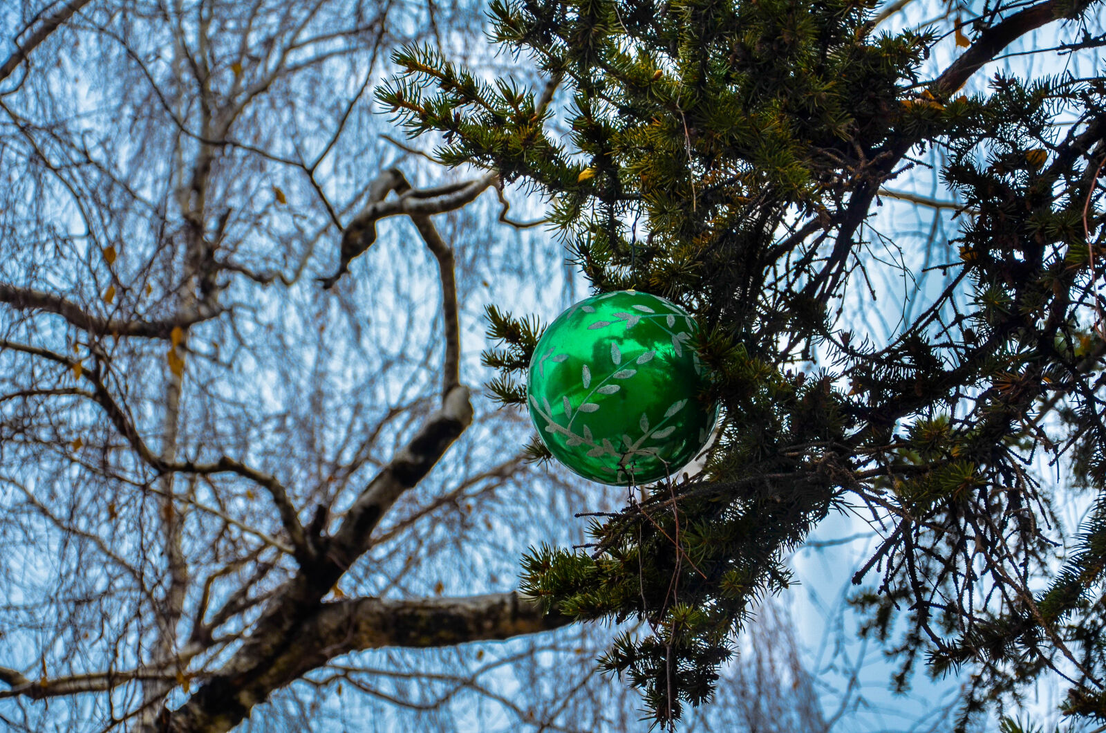 Nikon D5100 sample photo