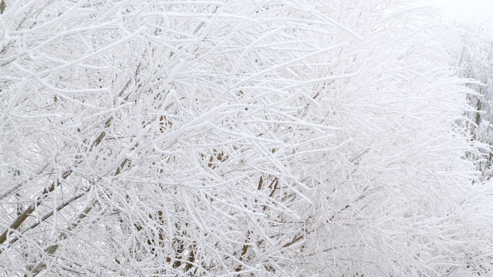 Fujifilm XC 16-50mm F3.5-5.6 OIS II sample photo. Frost, winter, cold photography