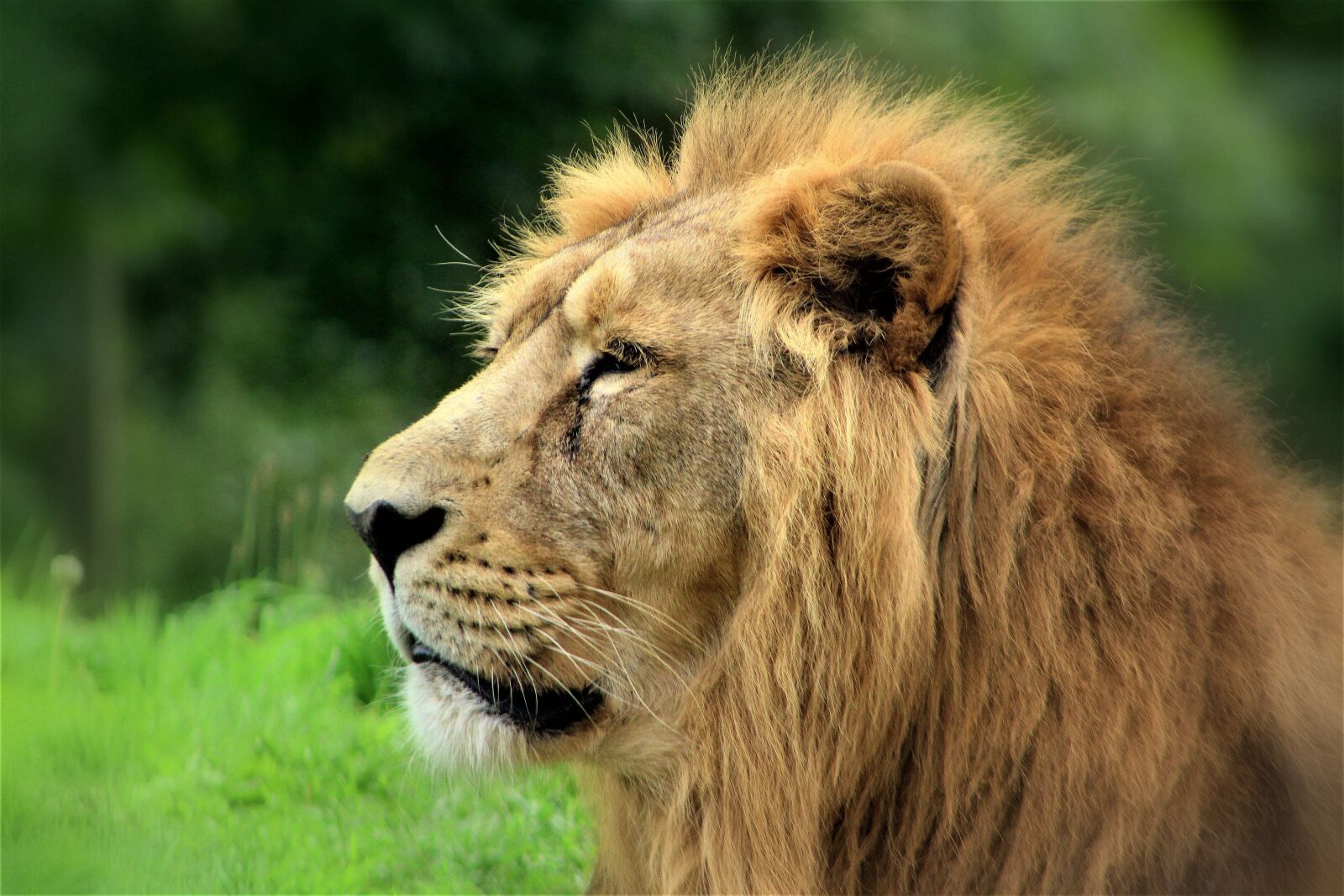 Canon EF75-300mm f/4-5.6 sample photo. Wildlife, mammal, animal photography