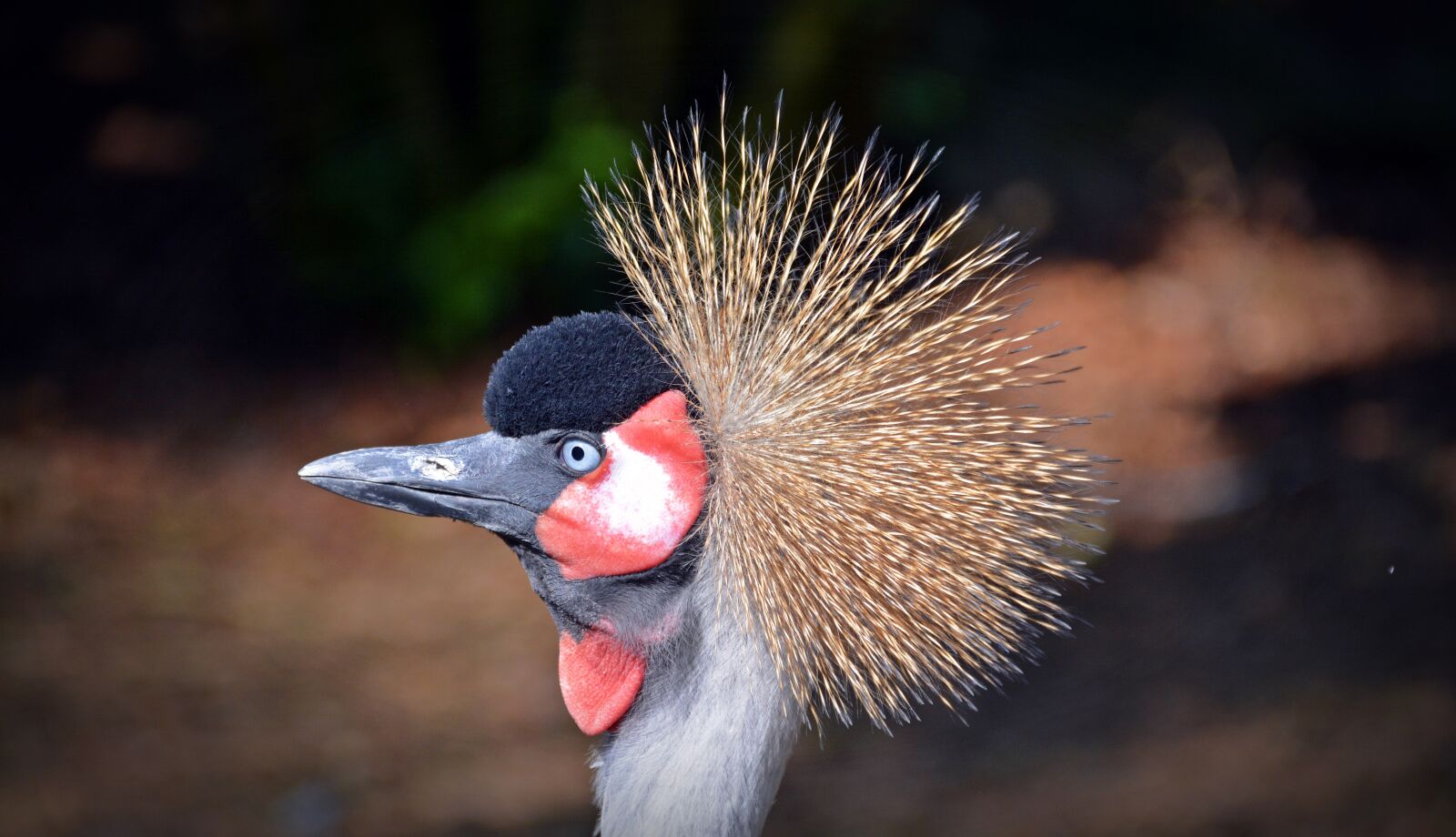 Nikon D5200 sample photo. Grey crowned crane, crane photography