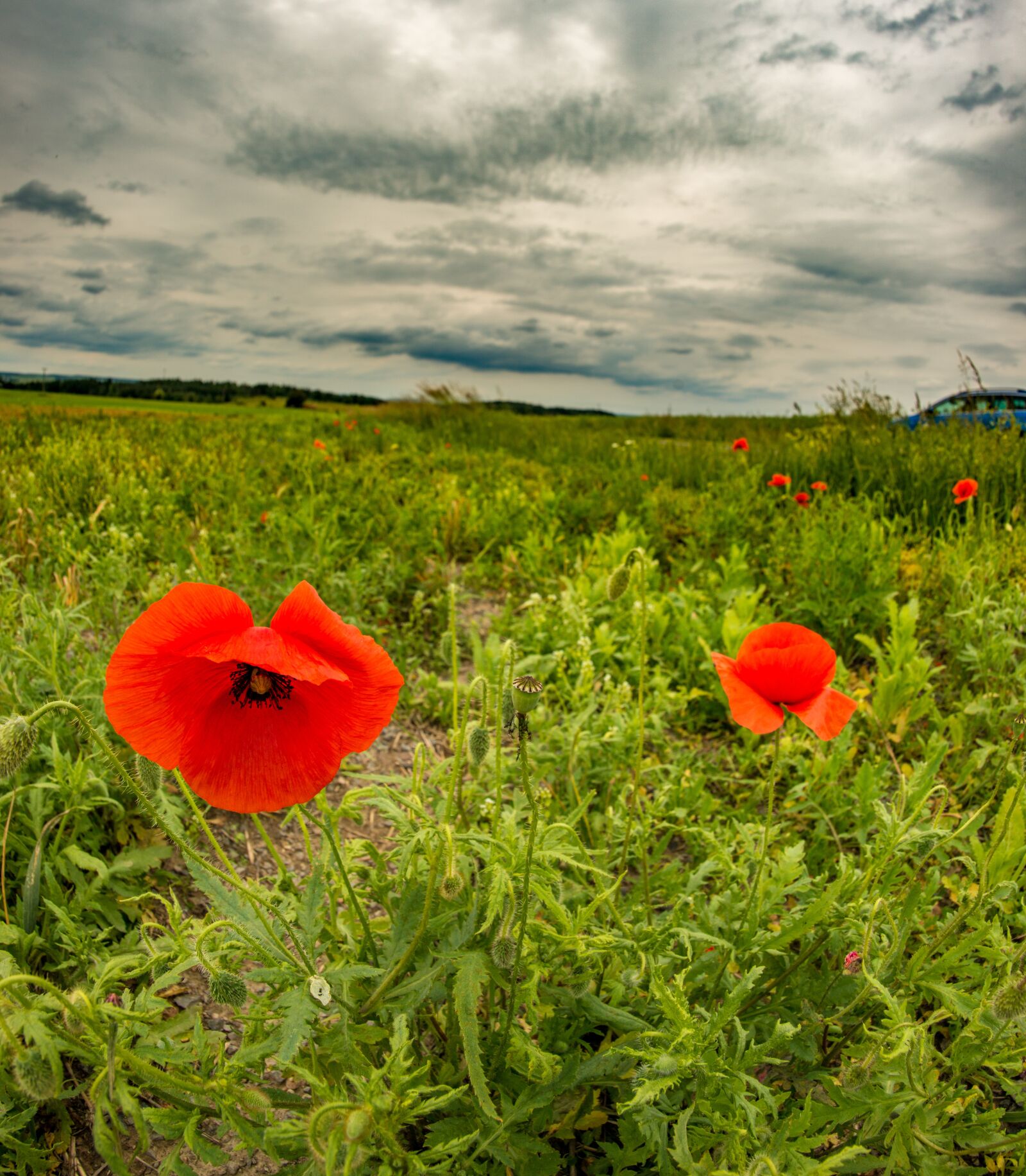 Nikon D800E sample photo. Nature, landscape, red weed photography