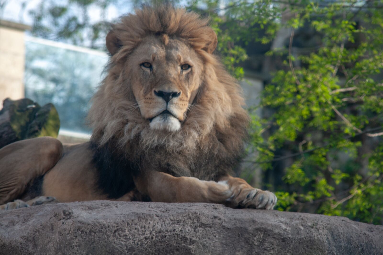 Canon EOS 400D (EOS Digital Rebel XTi / EOS Kiss Digital X) sample photo. Lion, animal, dresden photography