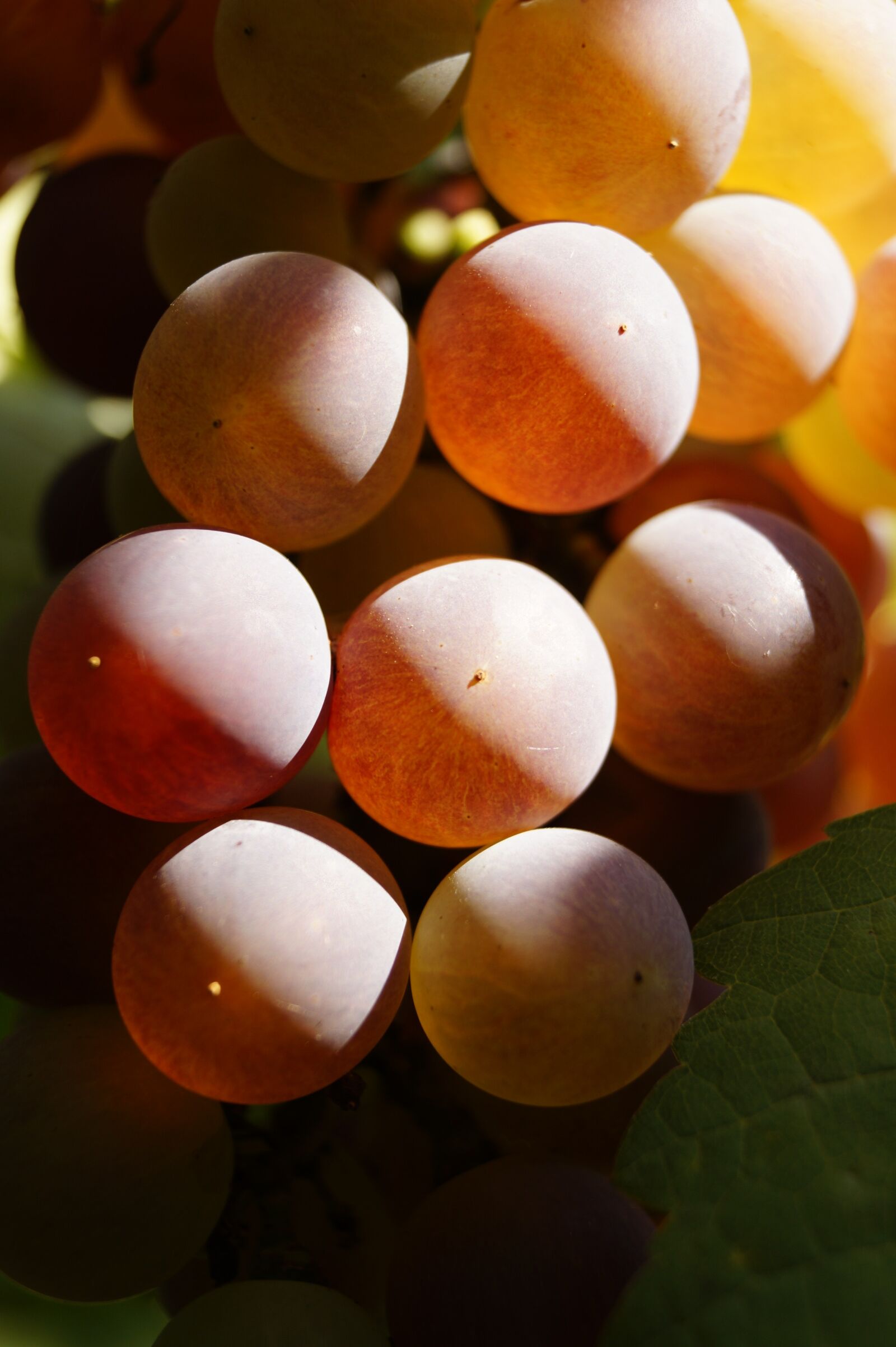 Sony DT 18-55mm F3.5-5.6 SAM II sample photo. Grape, sz l szem photography