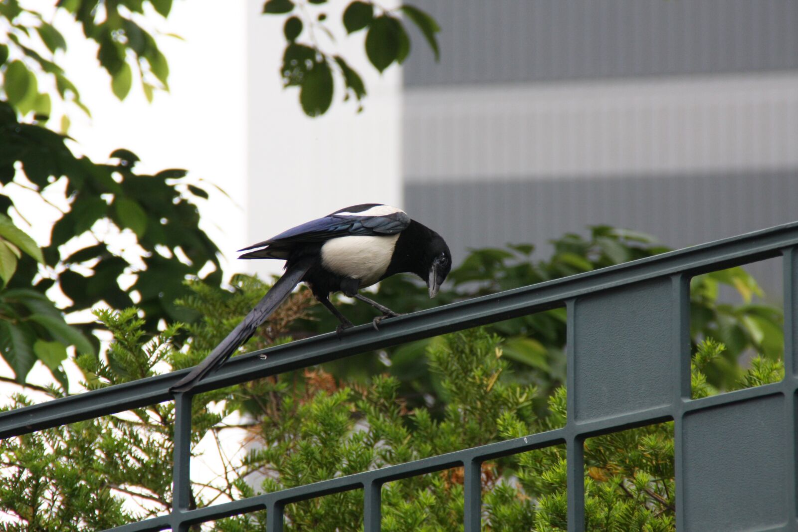 Canon EOS 40D sample photo. Magpie, new, feather photography