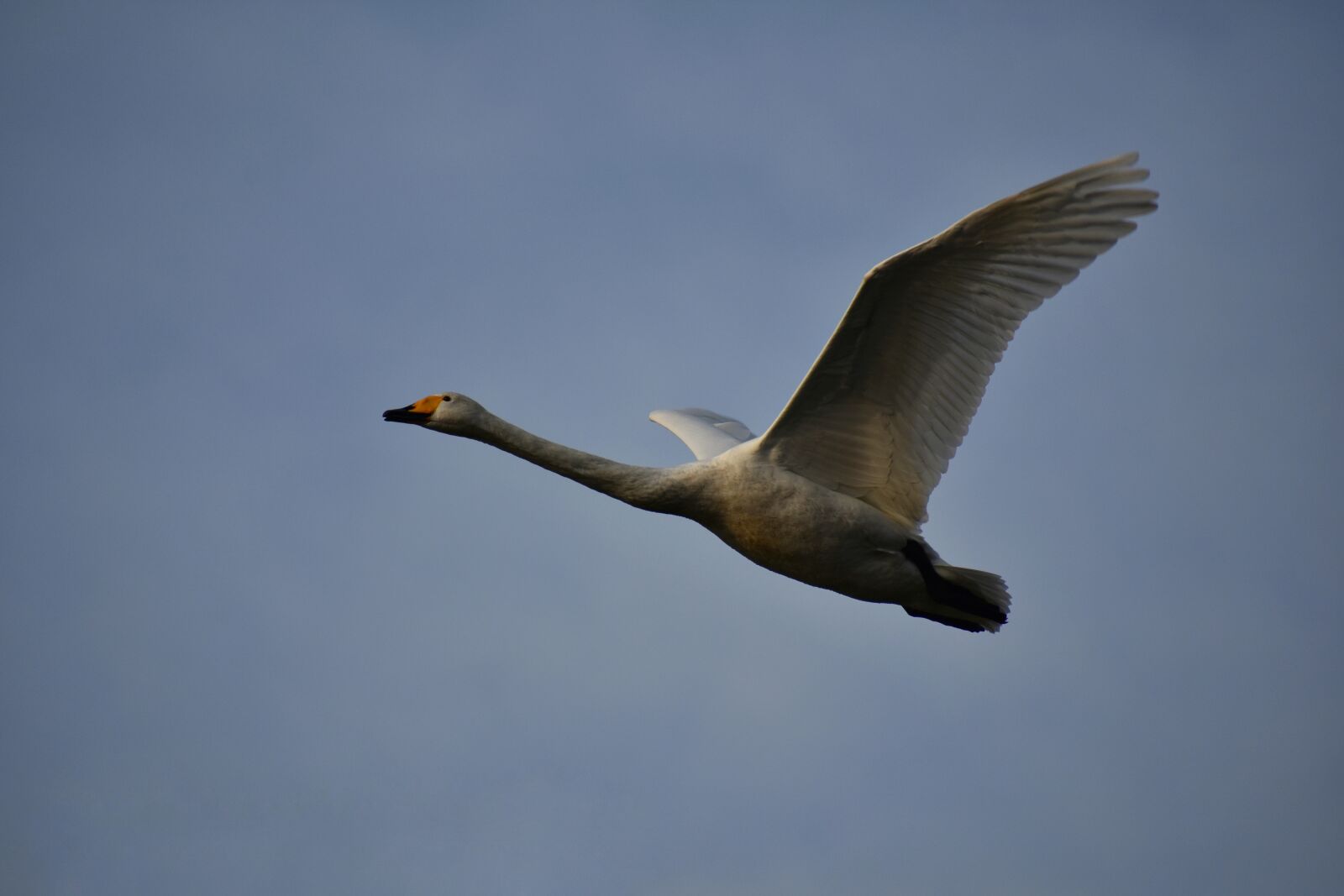 Nikon D7200 sample photo. Animal, sky, bird photography