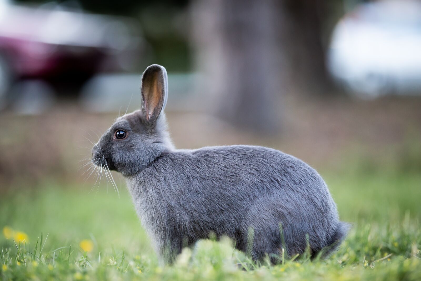 Canon EOS 6D sample photo. Bunny, rabbit, grass photography