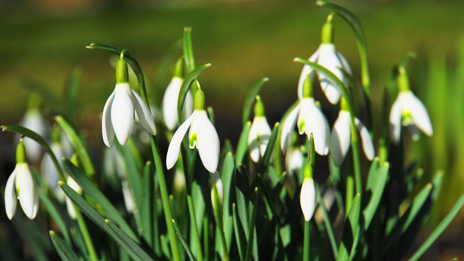 Sony E 18-200mm F3.5-6.3 OSS LE sample photo. Snowdrop, early bloomer, signs photography