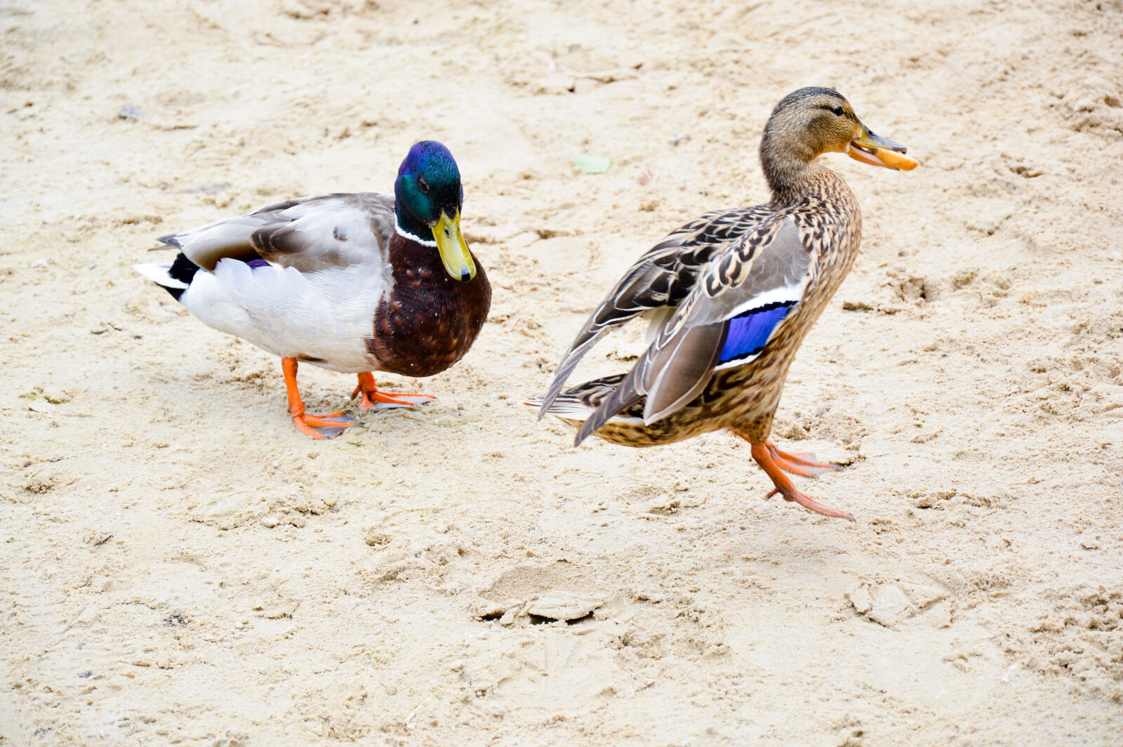 Nikon D3200 sample photo