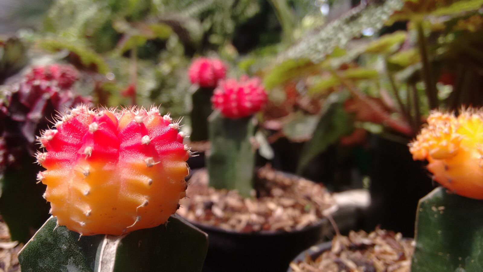 Motorola Moto G (2nd Gen) sample photo. Cactus, plant, nursery photography