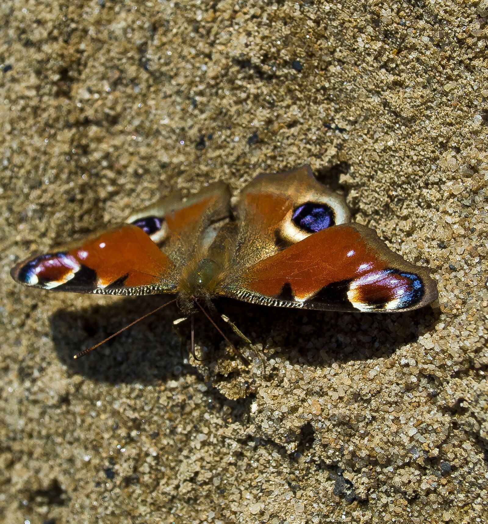 Nikon D5100 sample photo. Butterfly, macro, nature photography