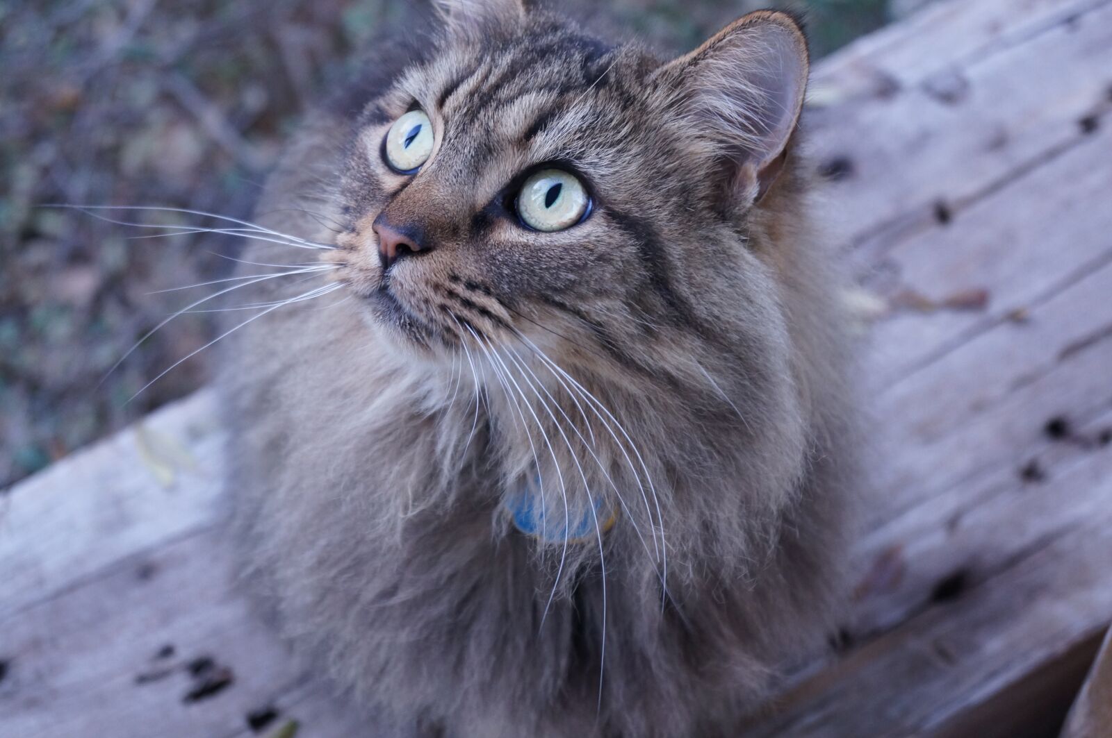 Sony SLT-A57 sample photo. Cat, wood, animal photography