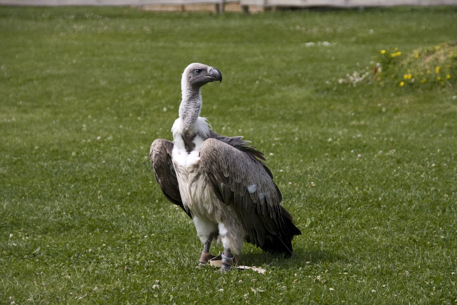 Canon EOS 40D sample photo. Vulture, bird, raptor photography