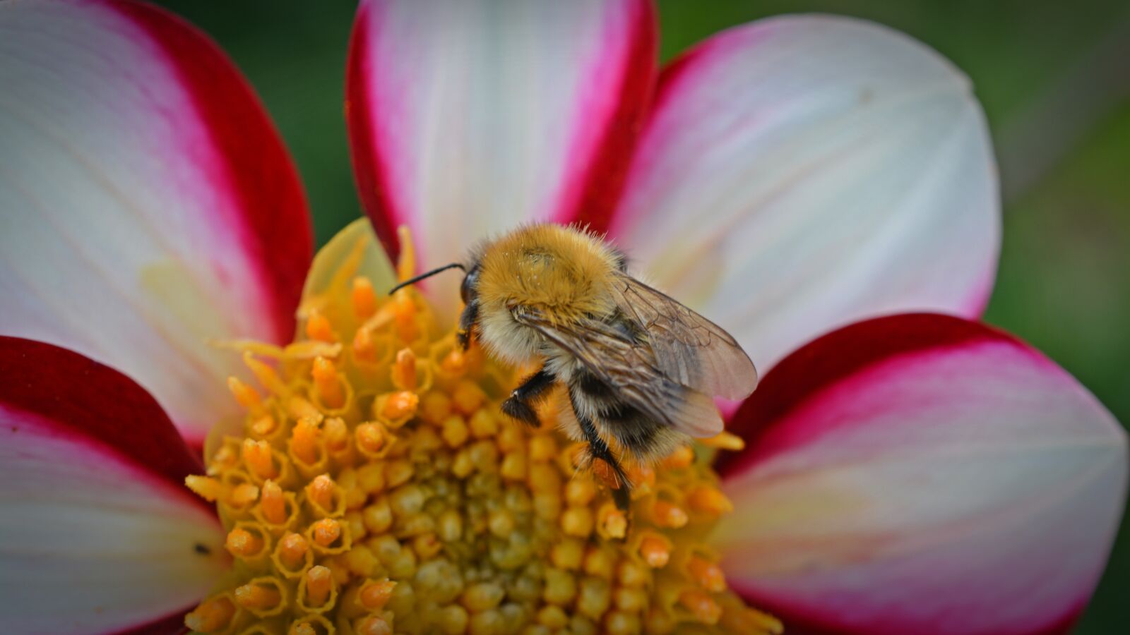 Nikon D5200 sample photo. Dahlia, hummel, blossom photography