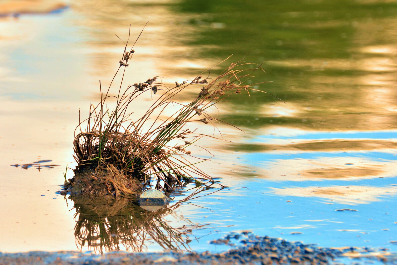 Nikon D5200 sample photo. Water, lake, grass, plant photography