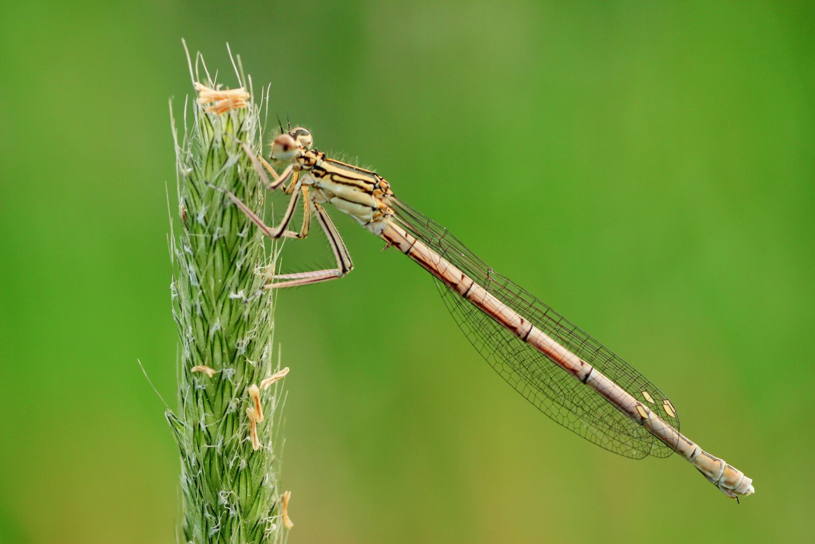 Tamron SP 90mm F2.8 Di VC USD 1:1 Macro sample photo. Dragonfly, close up, macro photography