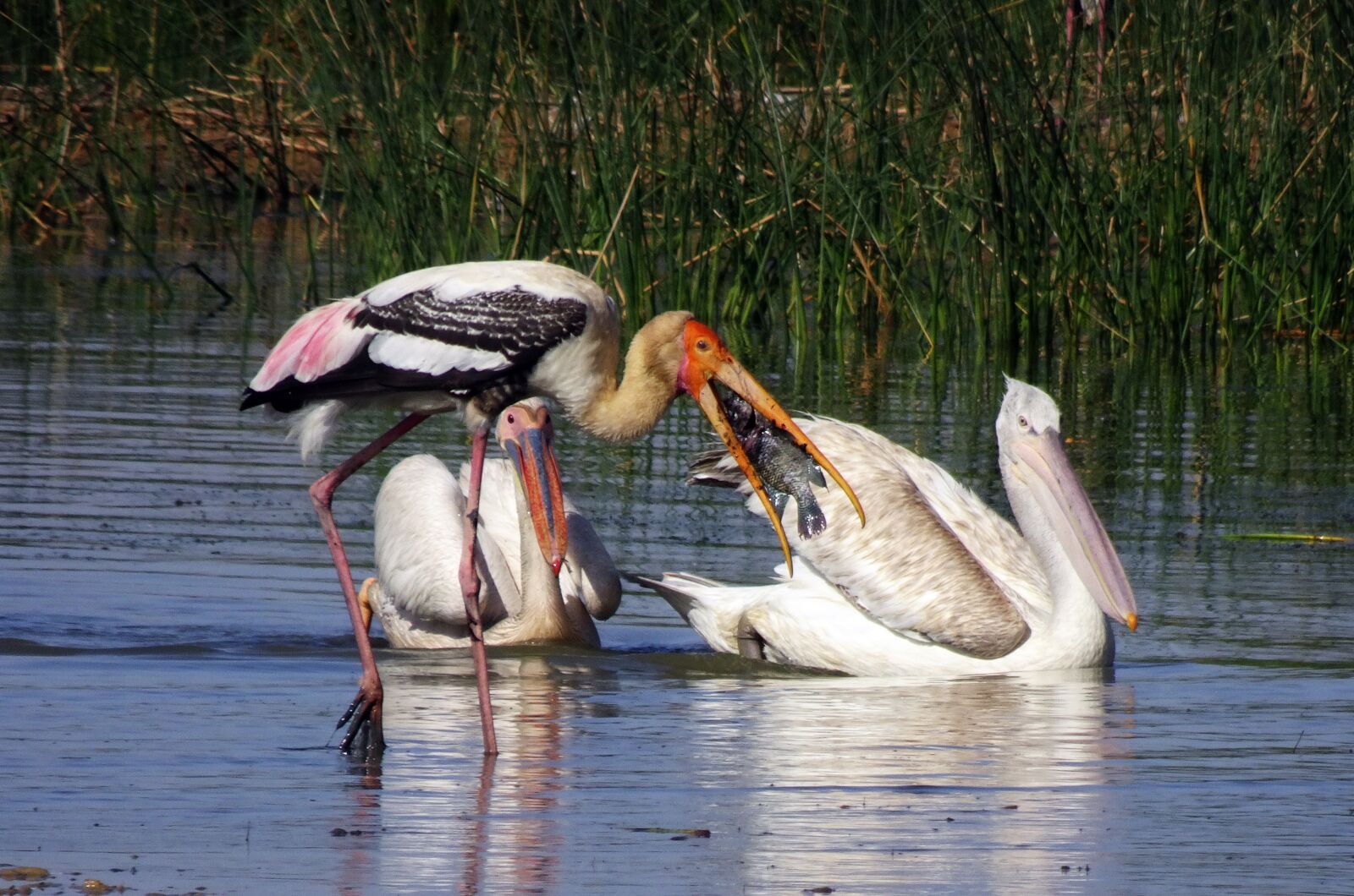 Sony Cyber-shot DSC-HX90V sample photo. Bird, pelican, great white photography