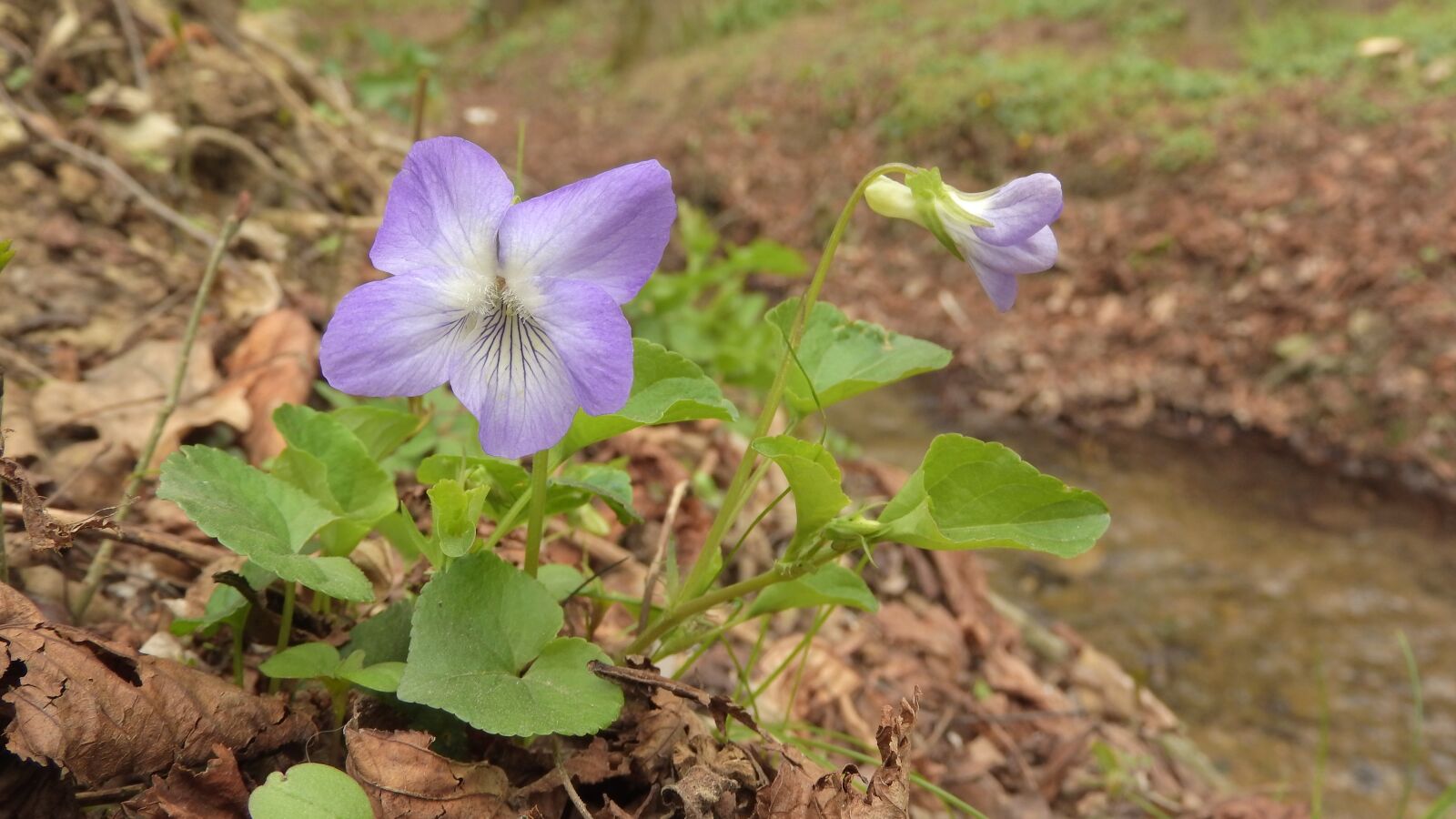 Nikon Coolpix P610 sample photo. Viola, violet, flowers in photography