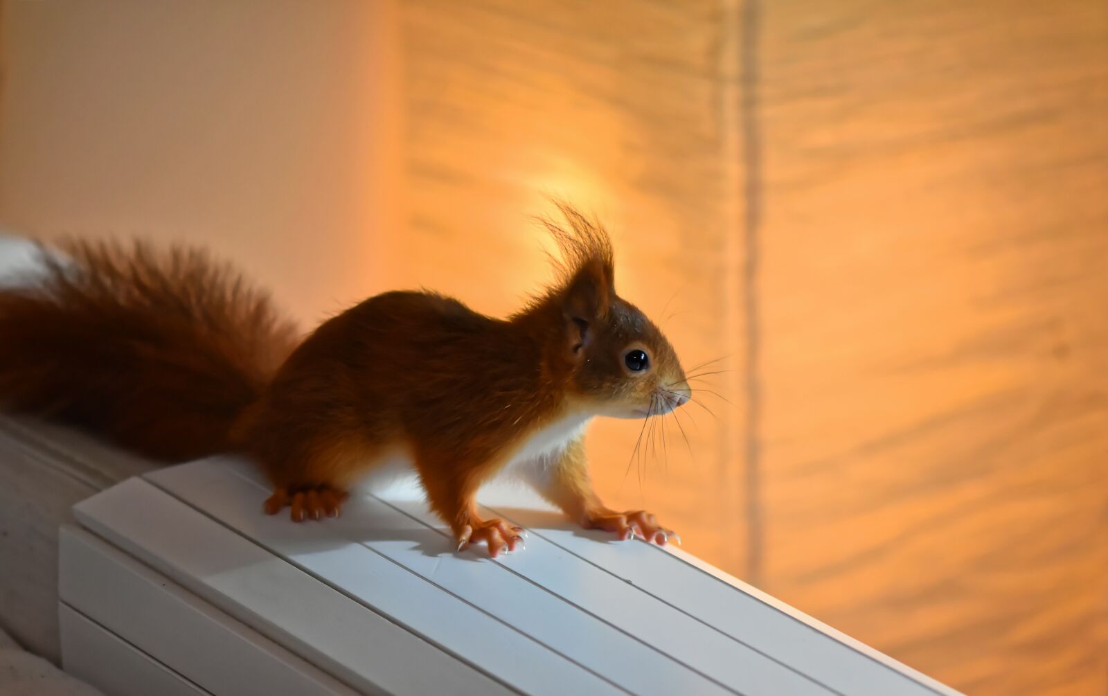 Nikon D7200 sample photo. Squirrel, young animal, small photography