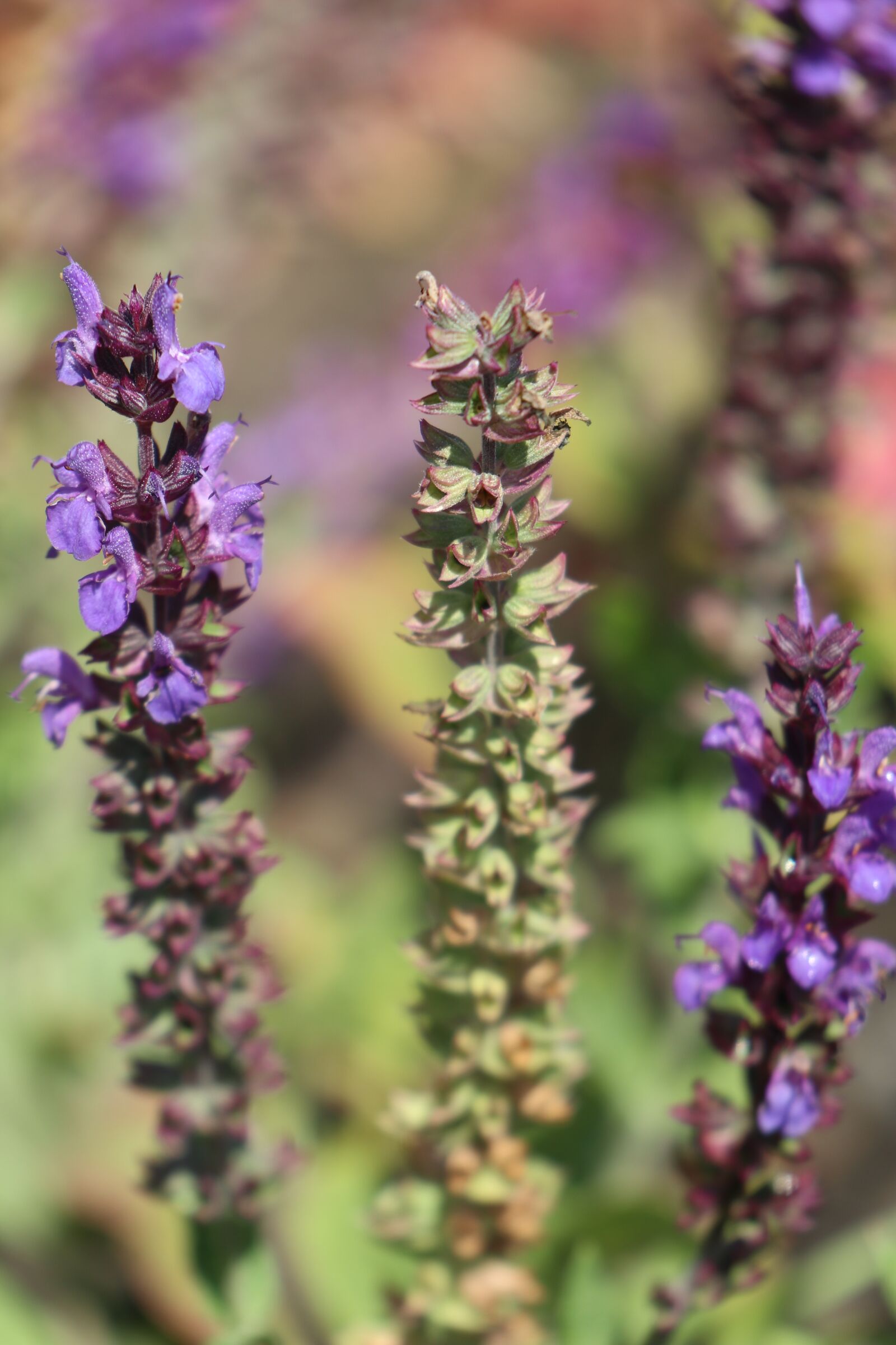 Canon EOS M6 sample photo. Summer, garden, plant photography