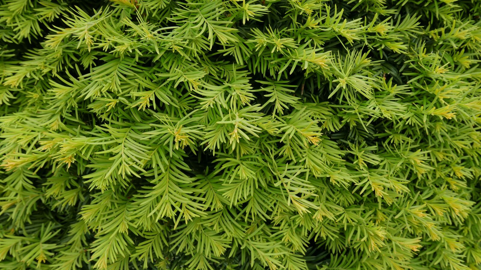 Panasonic Lumix DMC-LX100 sample photo. Wood, close, green photography