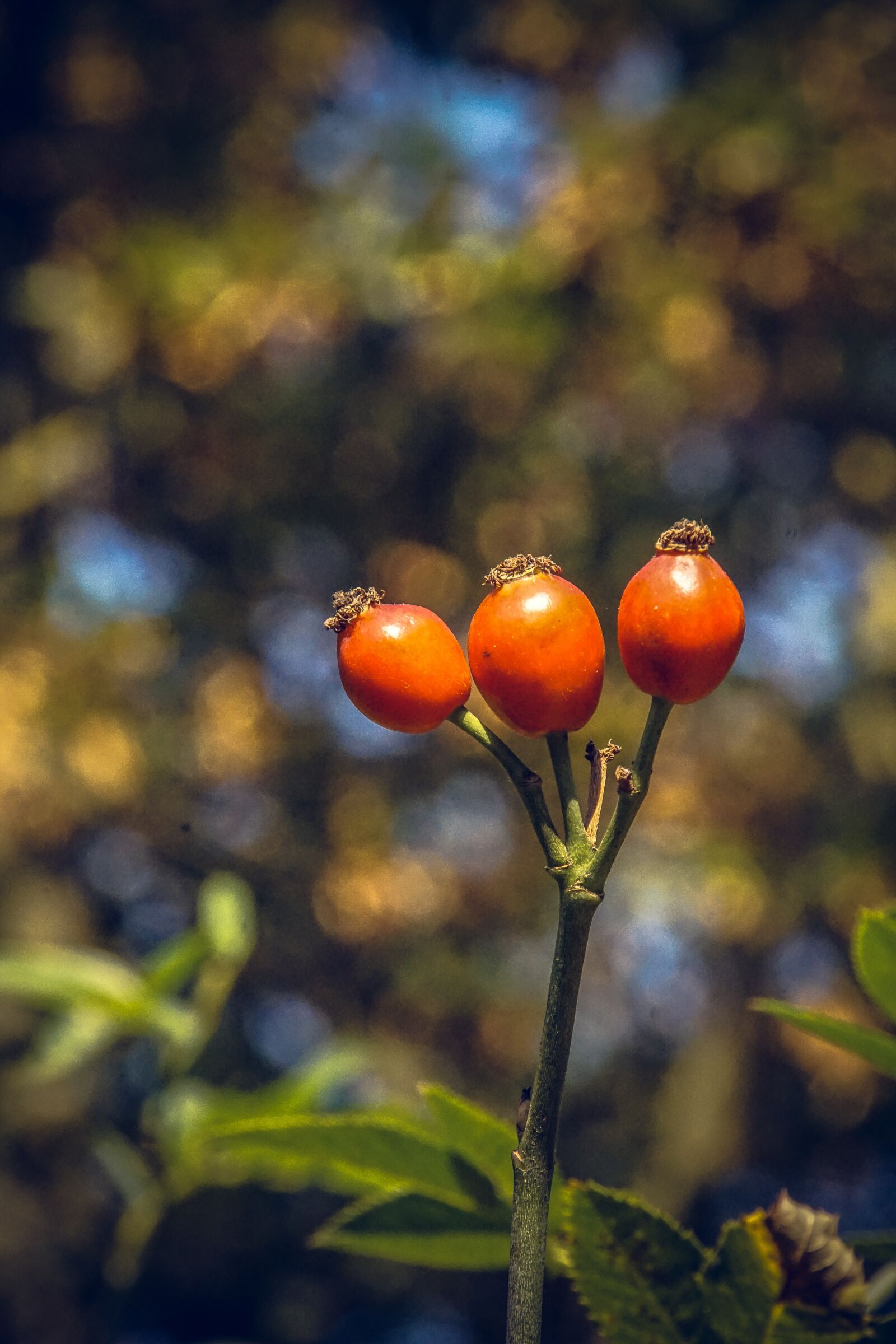 Sony ILCA-77M2 sample photo. Rose, blossom, bloom photography