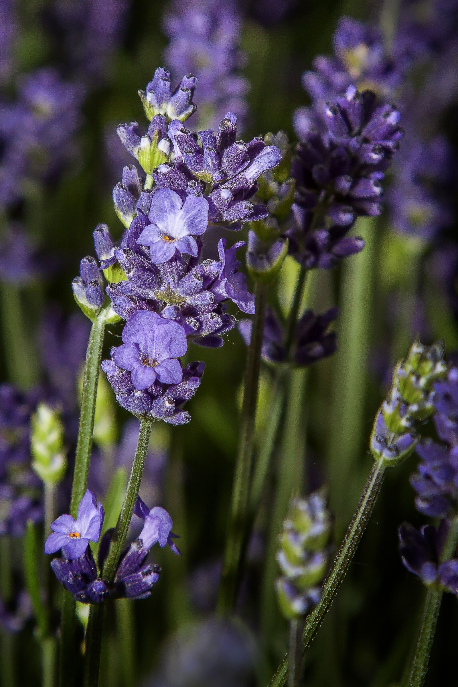 Canon EOS 50D + Canon EF 24-105mm F4L IS USM sample photo. Lavender, flower, blossom photography