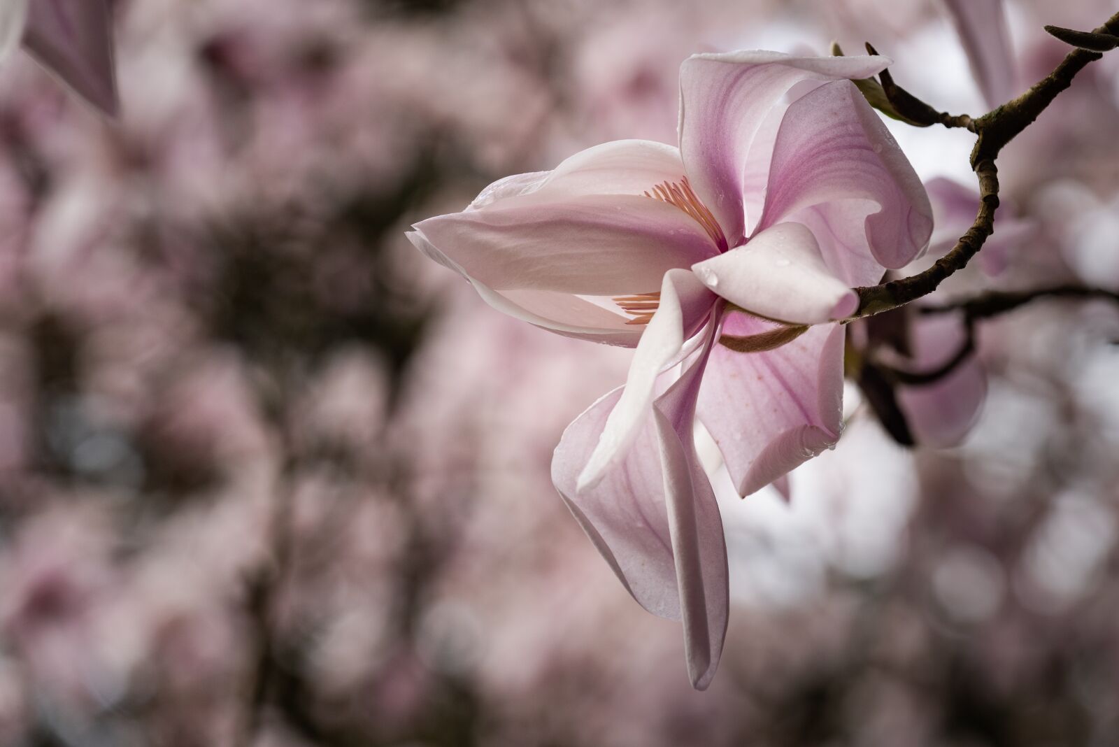 Nikon D810 sample photo. Magnolia, bloom, pink photography