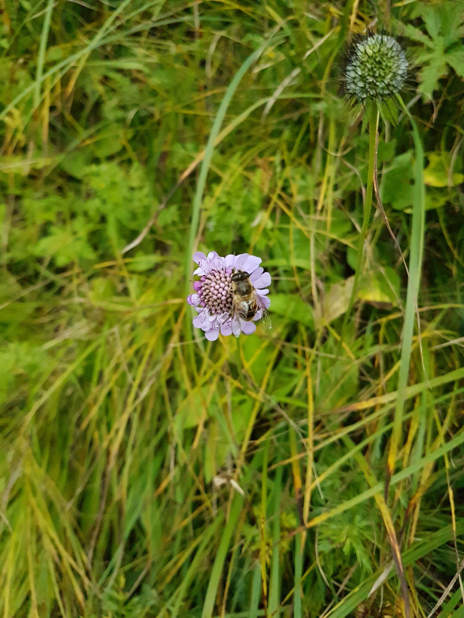 Samsung Galaxy S7 sample photo. Plant, grass, leaves photography