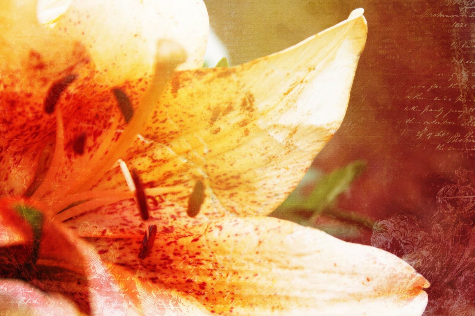 Canon EOS 1200D (EOS Rebel T5 / EOS Kiss X70 / EOS Hi) sample photo. Lily, flower, effect photography