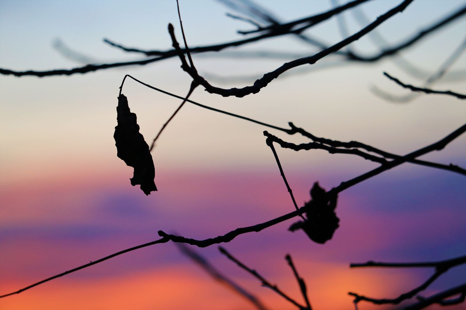 Canon EOS 6D + Canon EF 70-300 F4-5.6 IS II USM sample photo. Evening, sunset, dry leaf photography