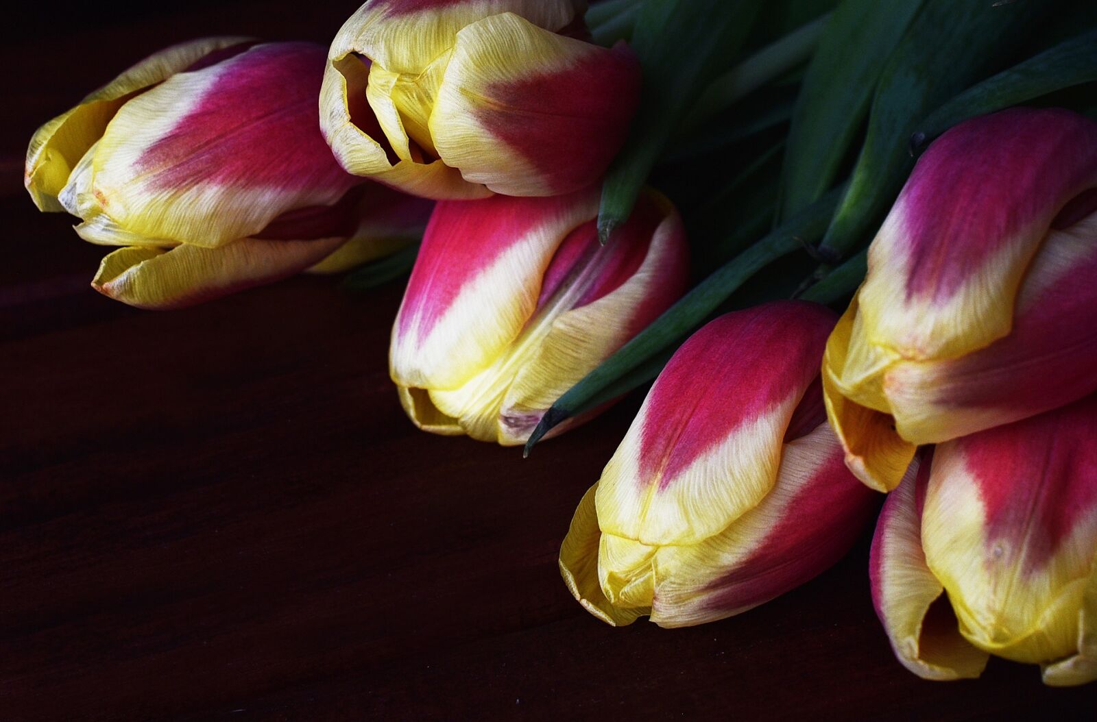 Nikon D750 sample photo. Tulips, flowers, flower photography