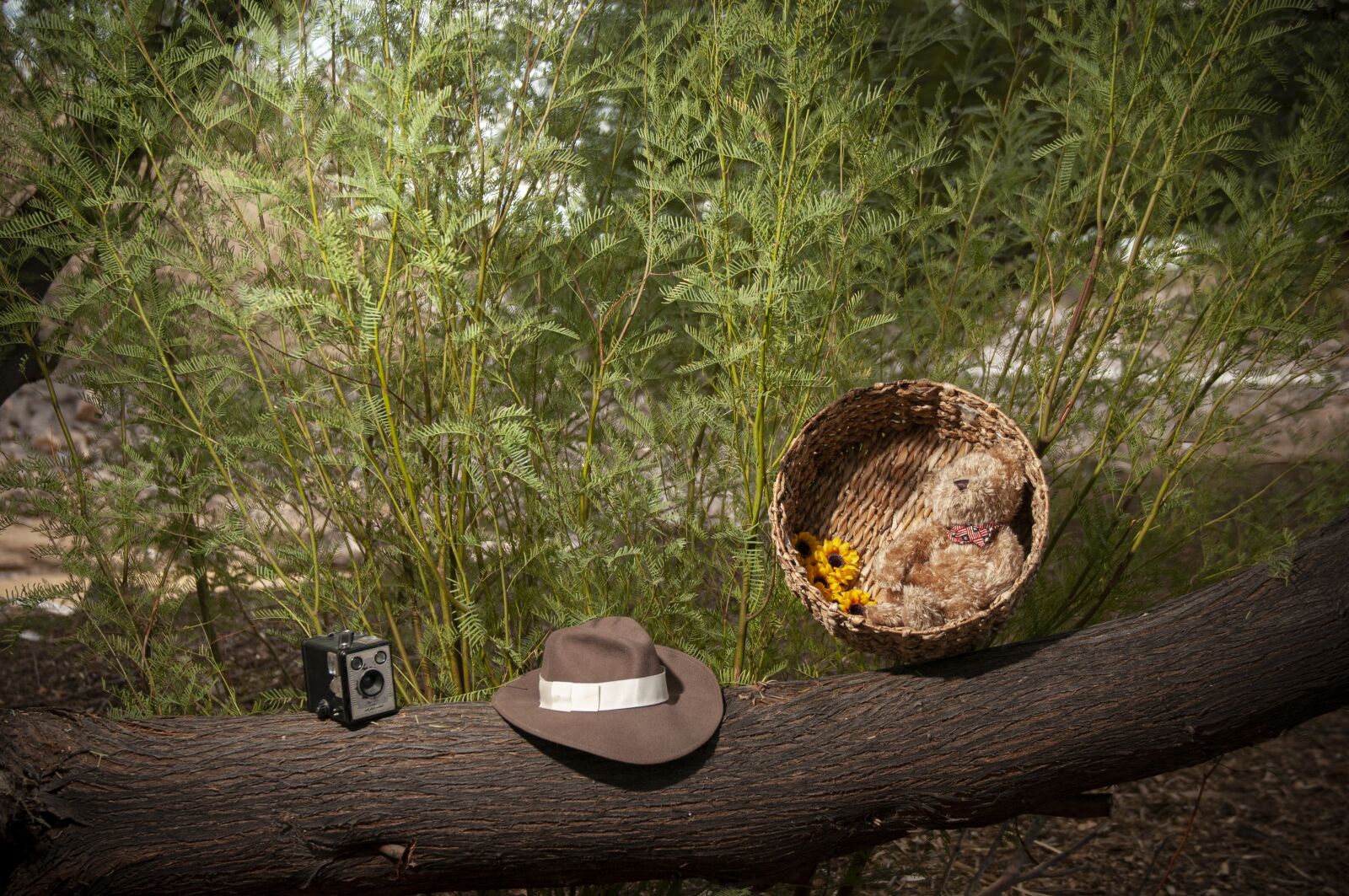 Nikon D300S sample photo. Desert scene, desert, foliage photography