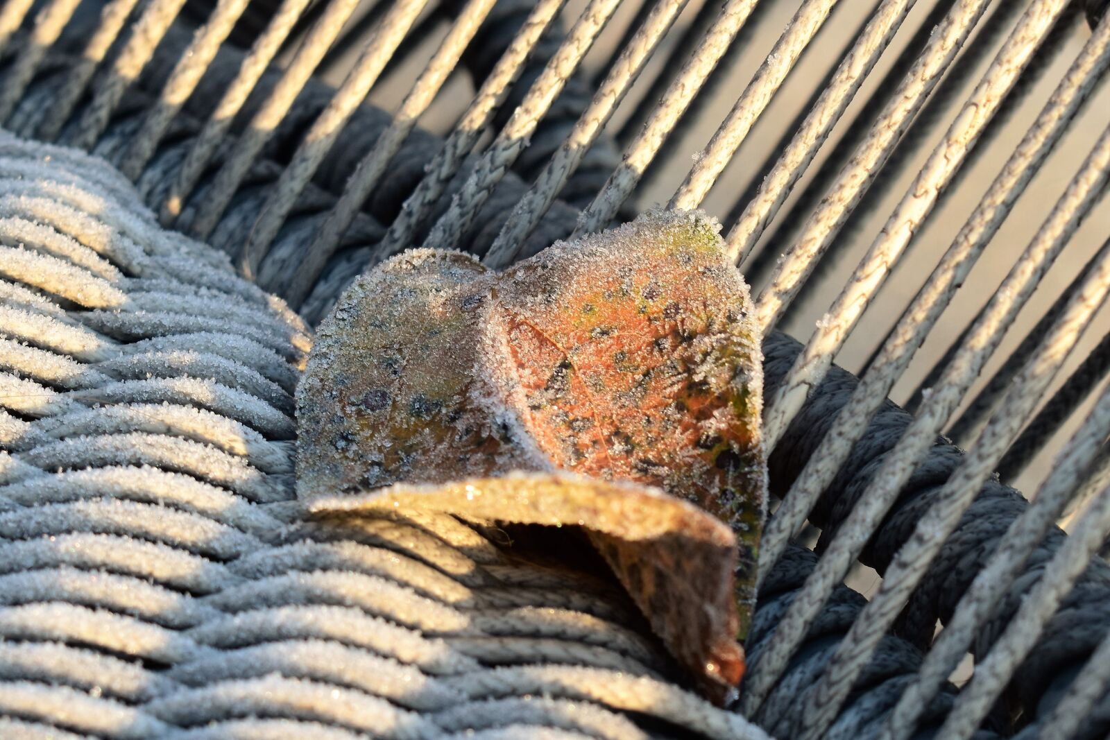 Nikon D5500 sample photo. Frost, mature, cold sheet photography