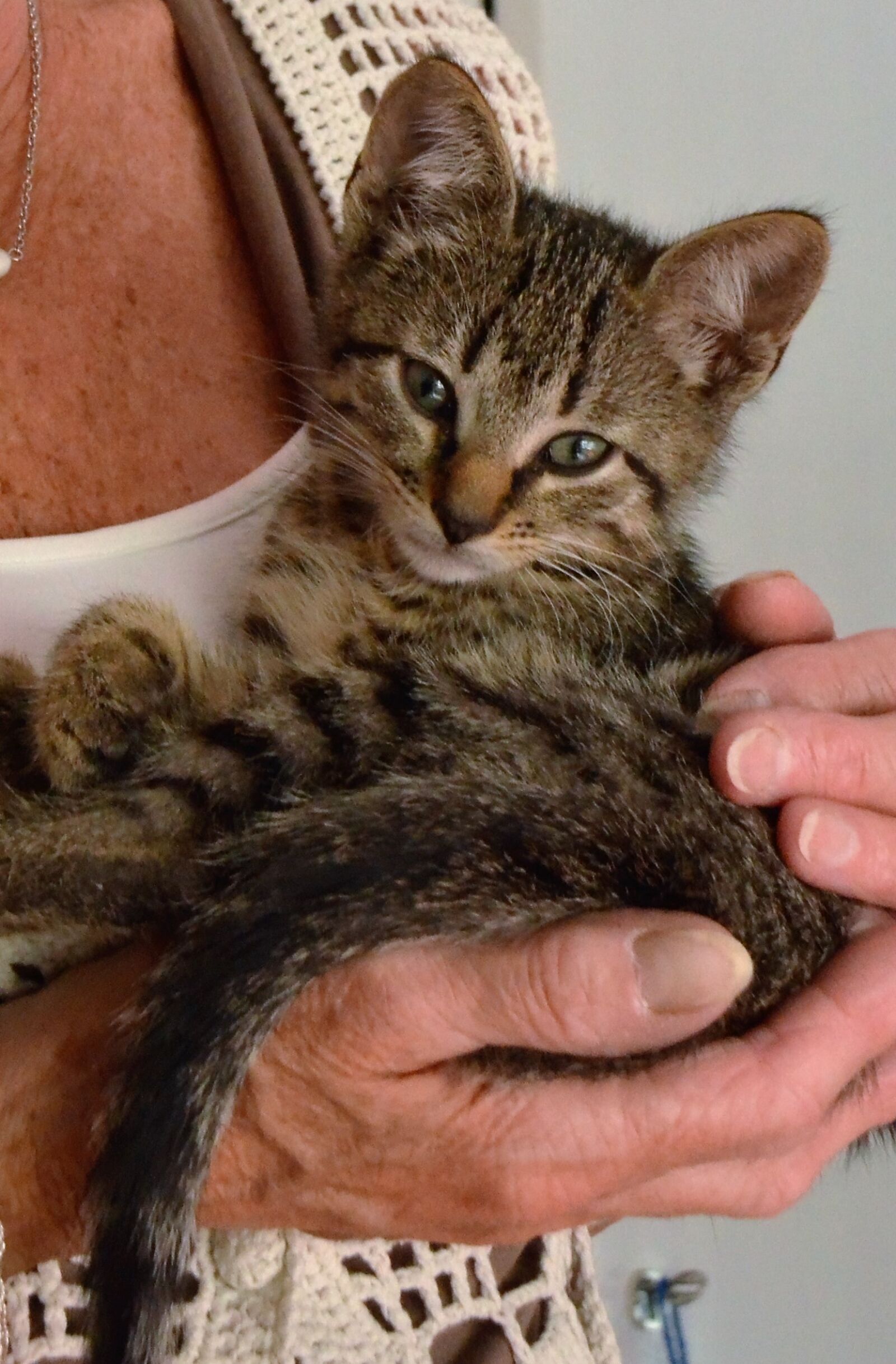 Nikon D7000 sample photo. Cat, kitten, young photography