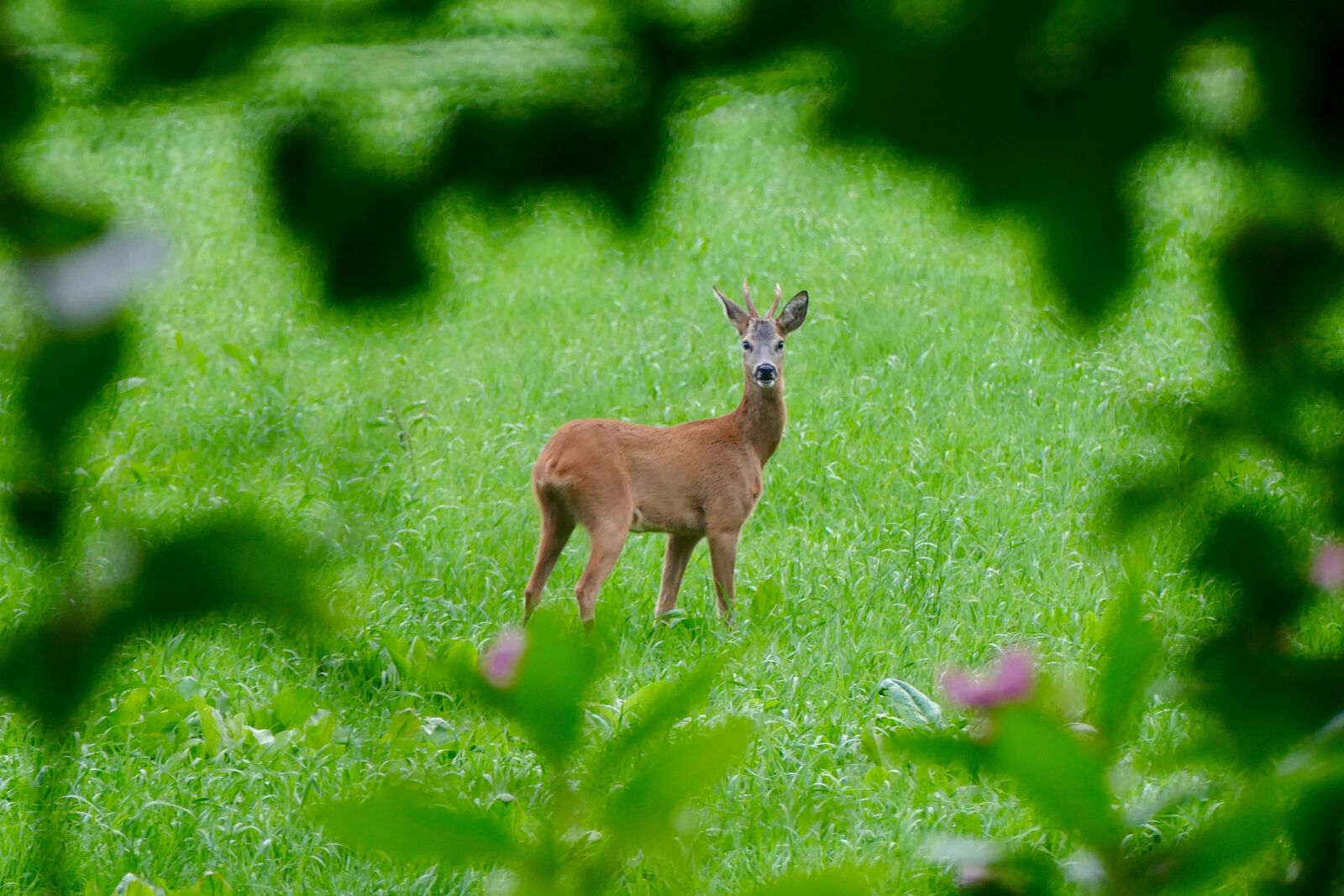 Panasonic Lumix DMC-FZ1000 sample photo. Reebok, nature, deer photography