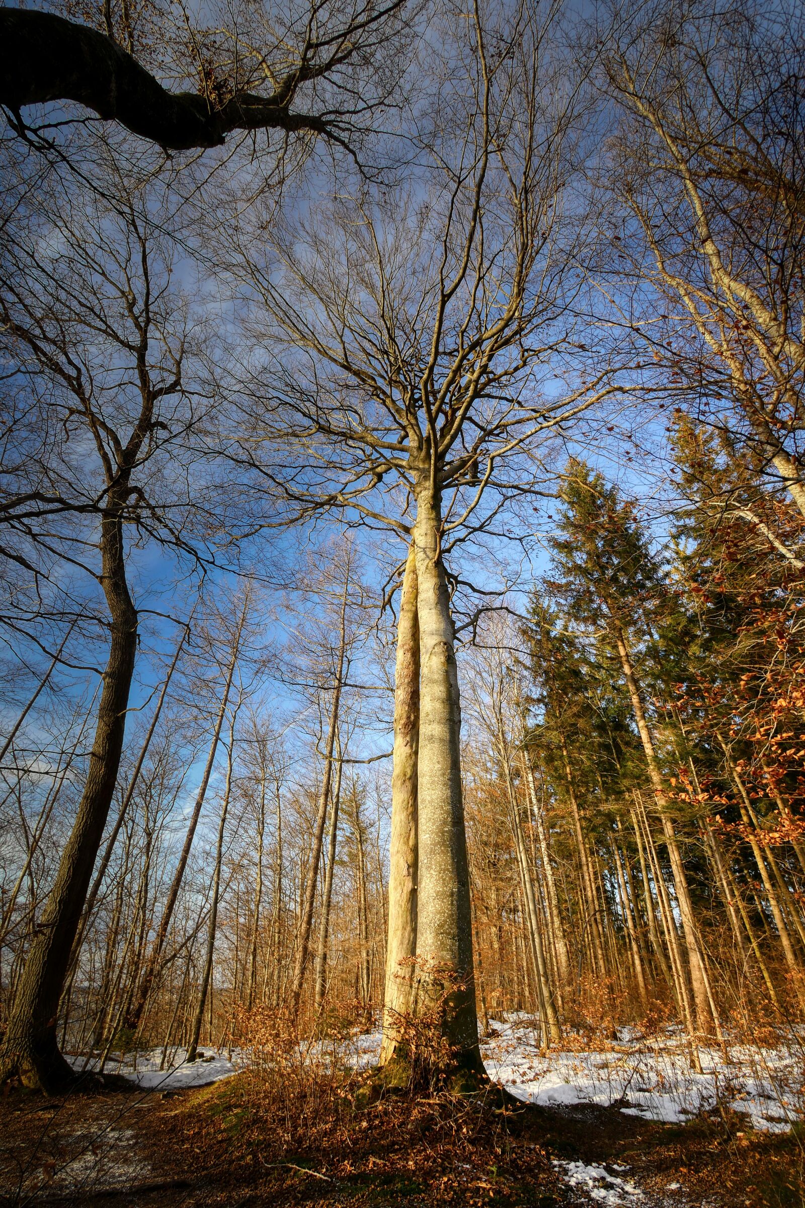 Panasonic Lumix DMC-GX8 sample photo. Winter, tree, forest photography