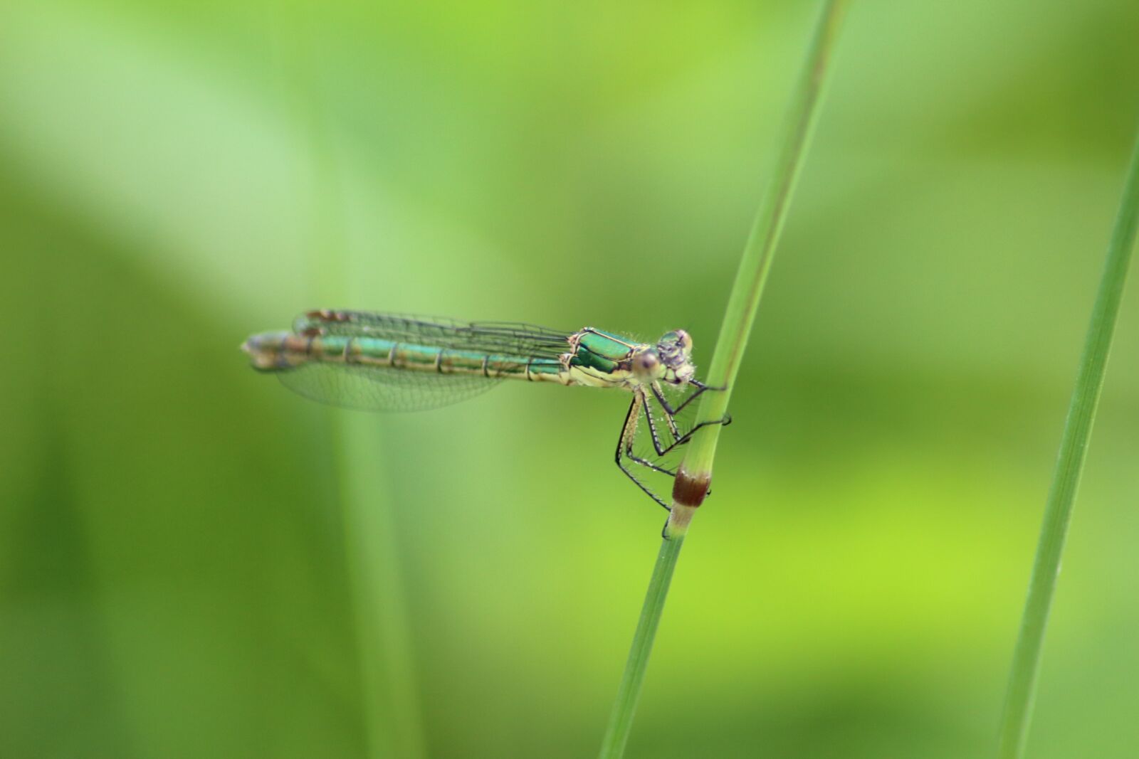 Canon EOS 1200D (EOS Rebel T5 / EOS Kiss X70 / EOS Hi) sample photo. Insect, dragonfly, nature photography