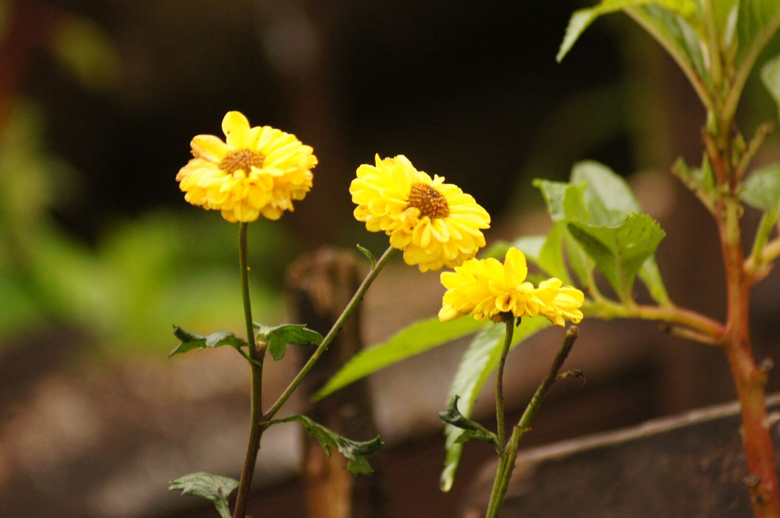Sony SLT-A55 (SLT-A55V) sample photo. Landscapes, quindio, fauna photography