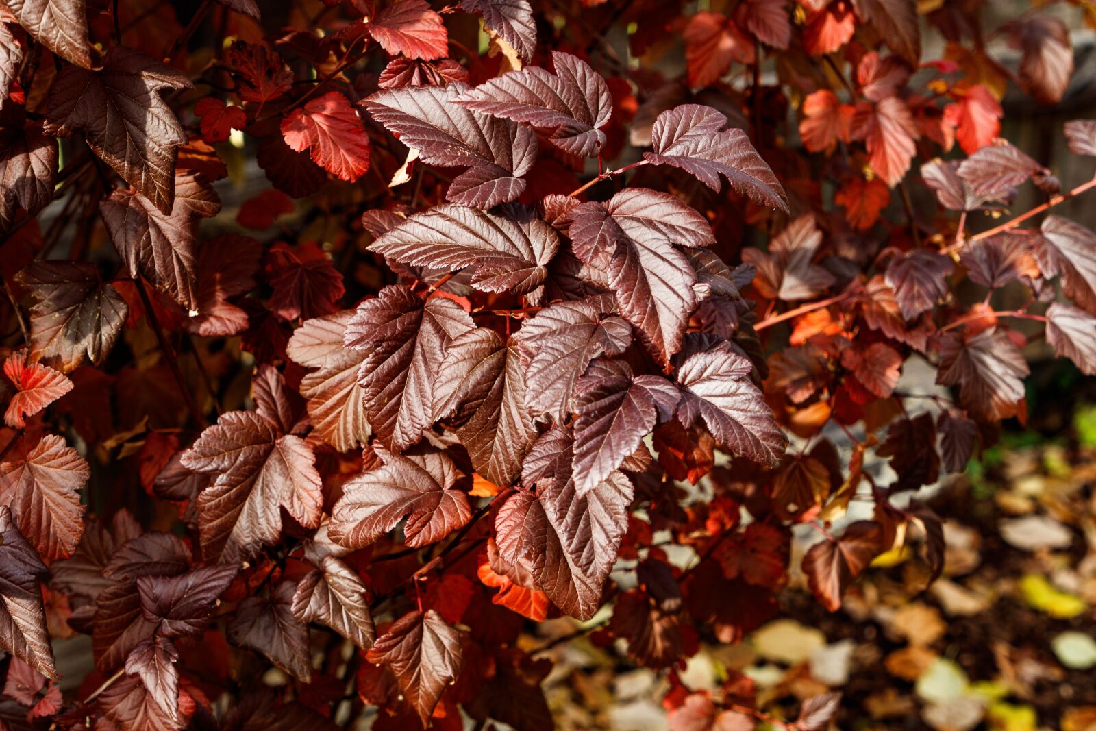 Canon EOS 80D sample photo. Autumn, foliage, colorful photography
