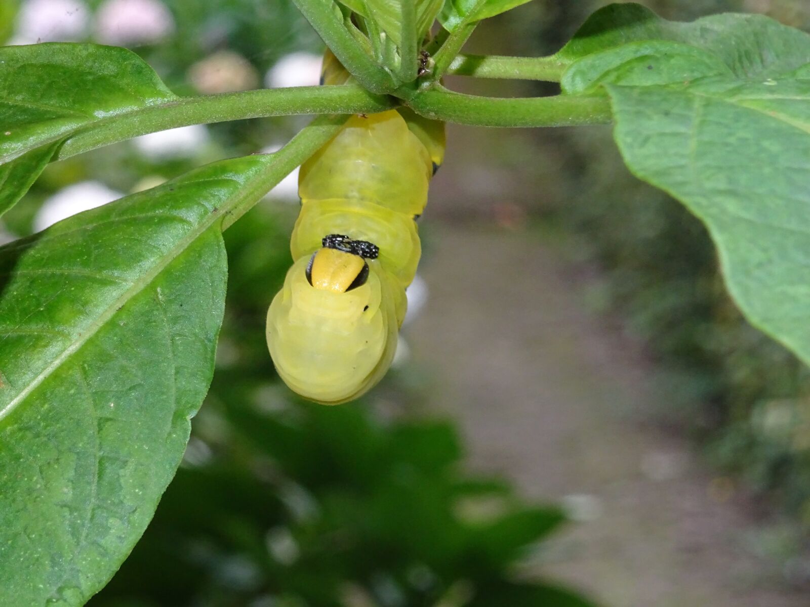 Sony DSC-HX60V sample photo. Caterpillar, insect, hanging photography