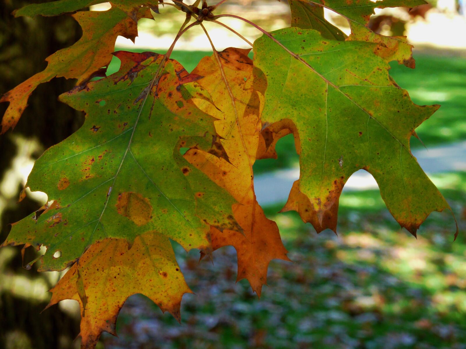 Panasonic DMC-TZ7 sample photo. Autumn, autumn leaf, leaf photography