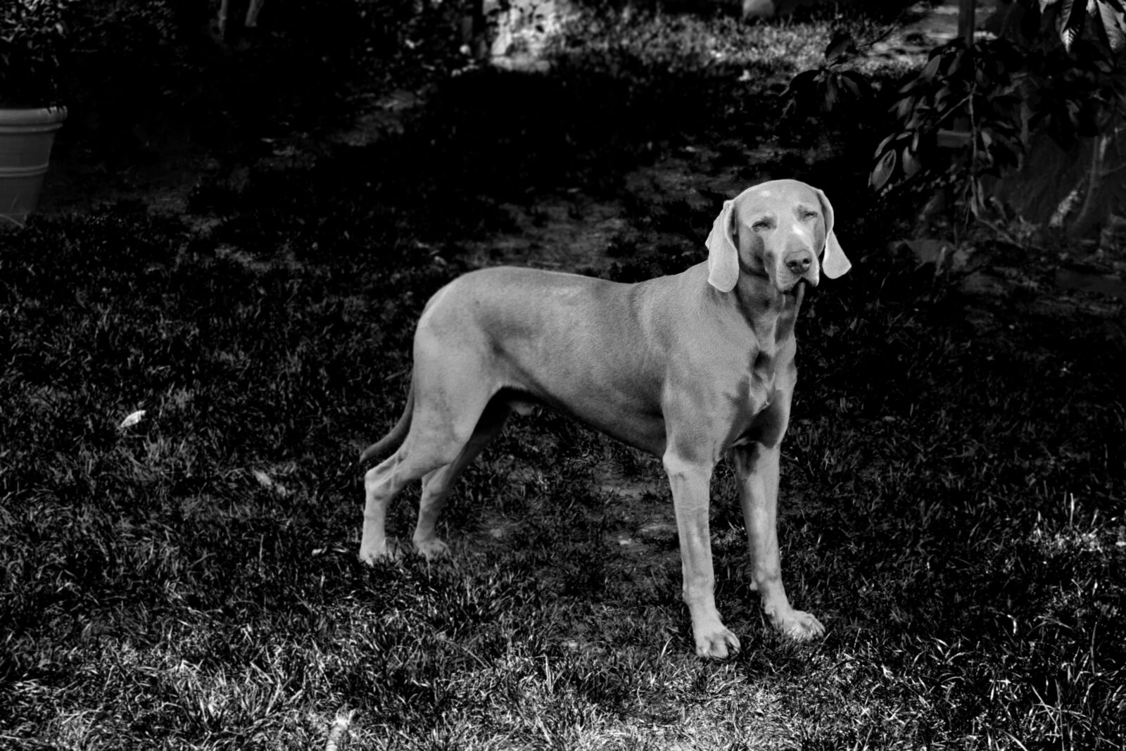 Nikon D3300 sample photo. Dog, weimaraner, snout photography