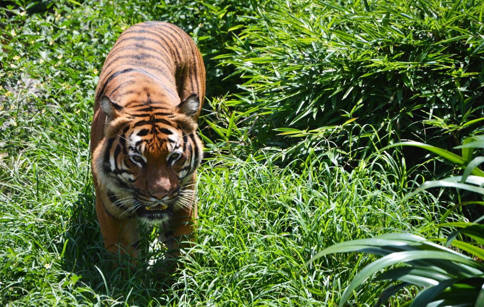 Nikon D7100 sample photo. Tiger, animal, nature photography