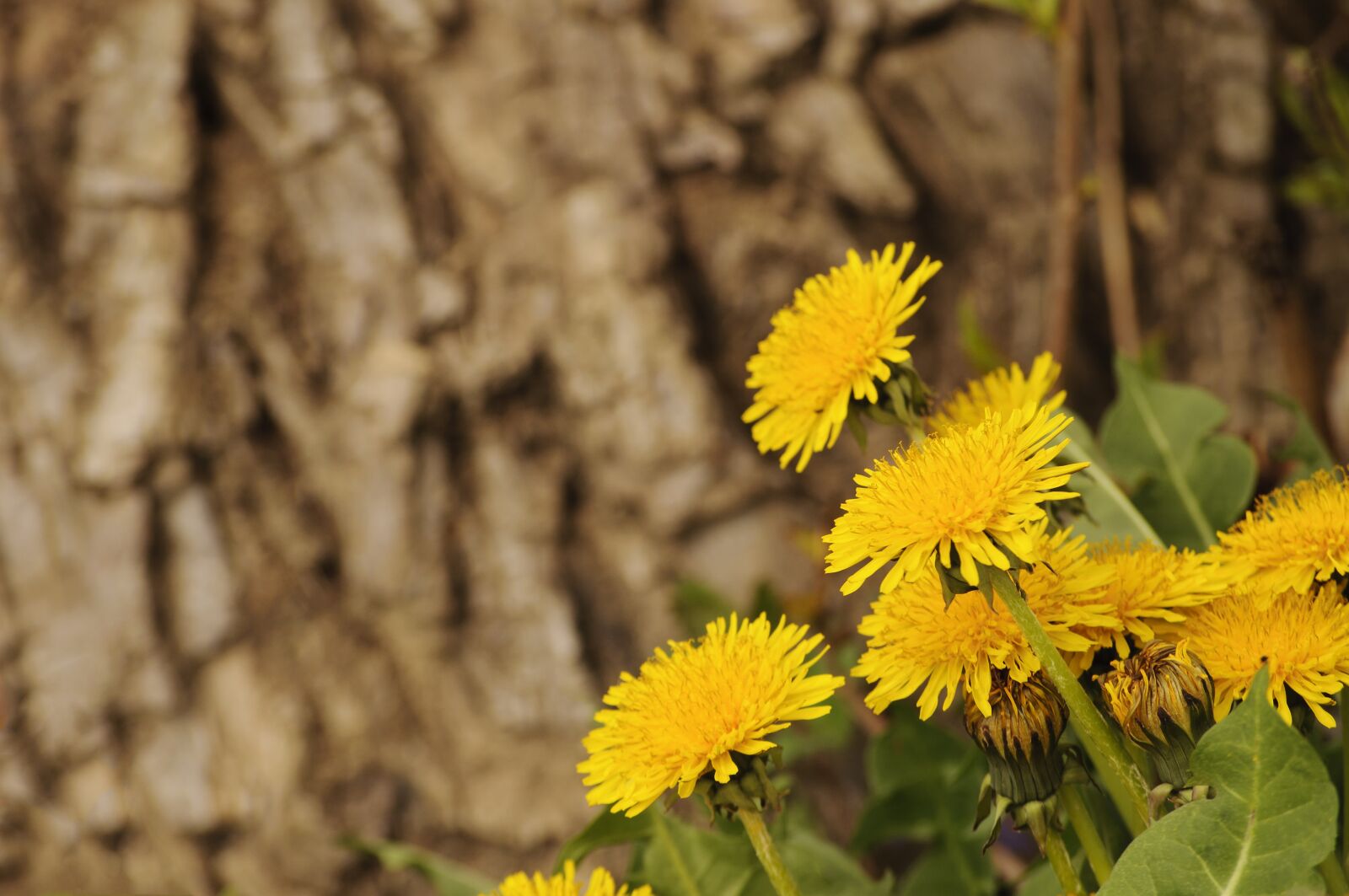 Nikon D5000 sample photo. Dandelions, nature, flowers photography