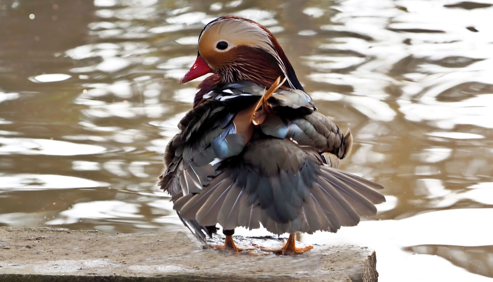 Olympus OM-D E-M1 sample photo. Duck, fun, mandarin ducks photography