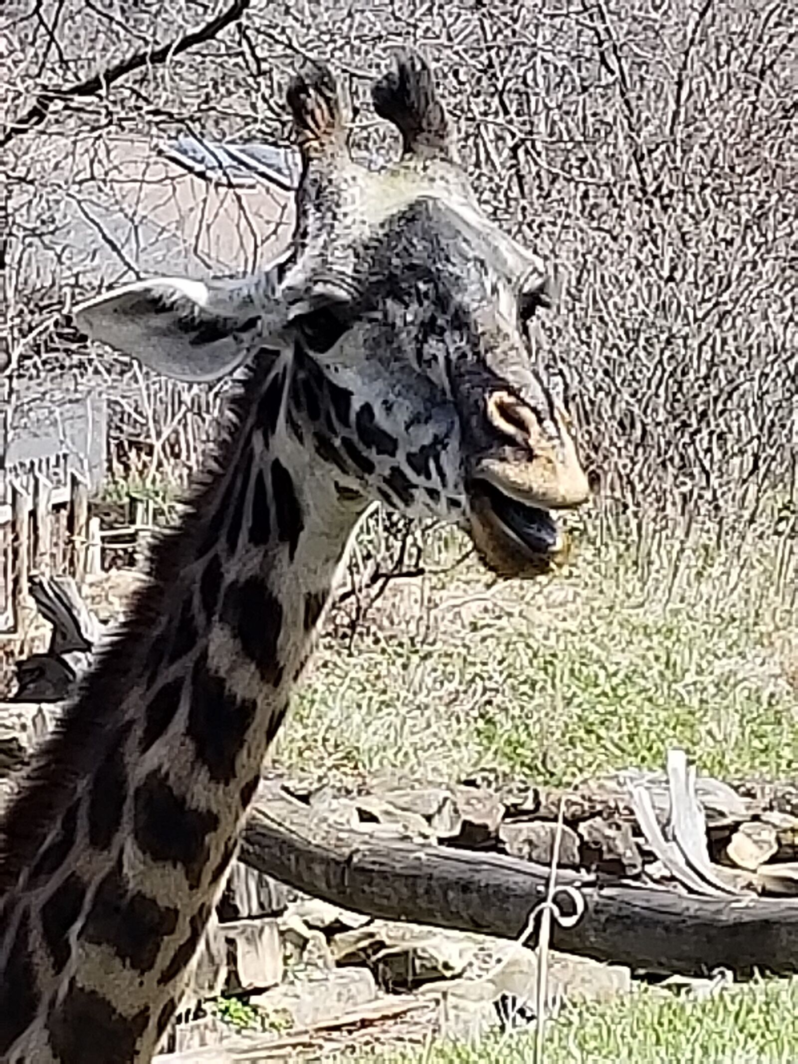 Samsung Galaxy S9 sample photo. Giraffe, baby giraffe, zoo photography